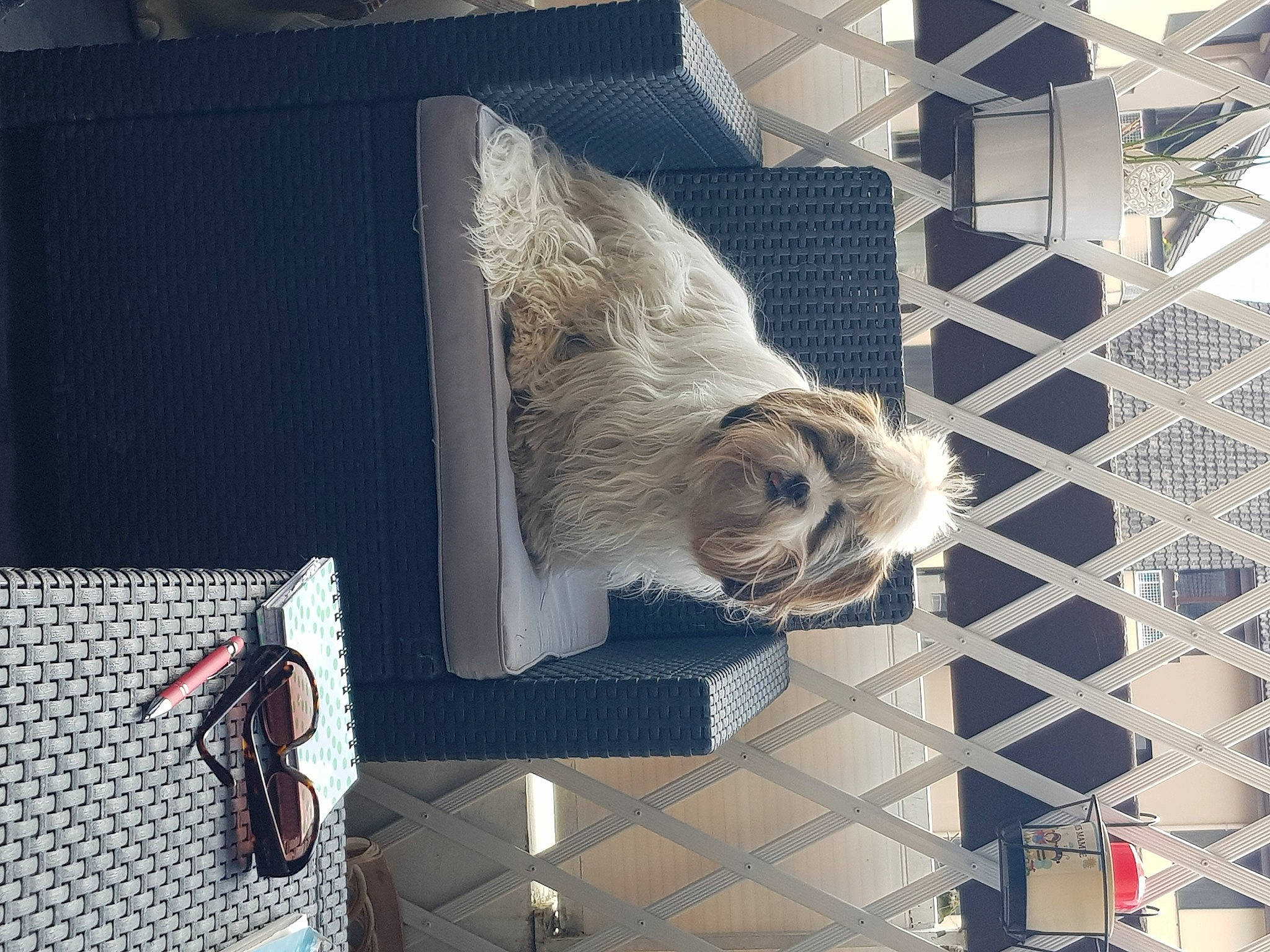 Pakita participe au concours pour gagner de l'argent avec cette photo : animal_shelter, art, building, cable, cage, canidae, carnivore, display_case, facade, felidae, fur, glass, mesh, metal, sculpture, sporting_group, tail, urban_design, visual_arts, wire