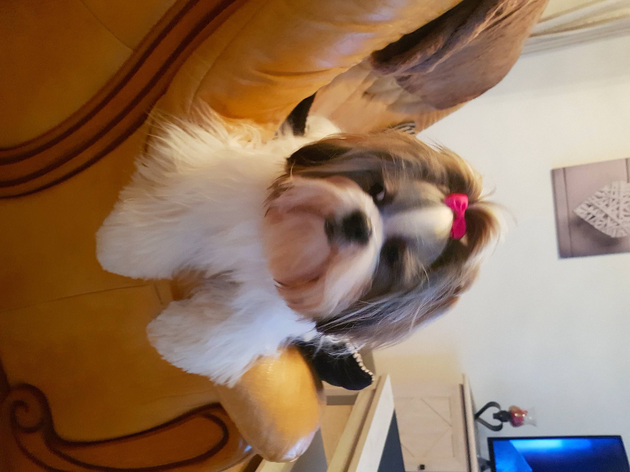 Pakita a rejoint le concours — aidez-le/la à gagner de superbes lots ! canidae, carnivore, comfort, companion_dog, dog_breed, ear, eyewear, fashion_accessory, fawn, feather, felidae, fur, long_hair, small_to_medium_sized_cats, snout, sporting_group, sunglasses, tail, whiskers, wing