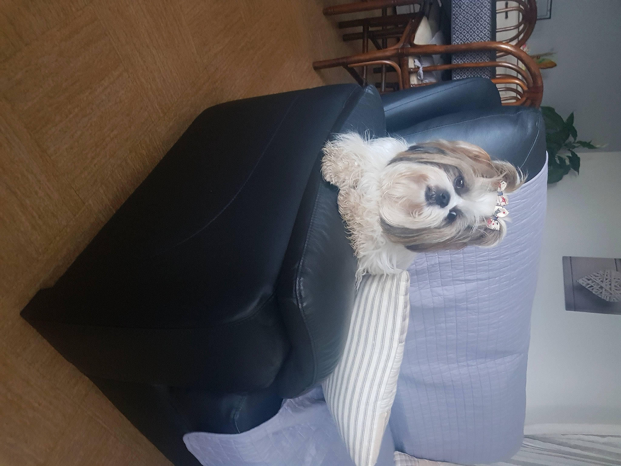 Pakita a rejoint le concours — aidez-le/la à gagner de superbes lots ! bag, carnivore, chair, comfort, companion_dog, couch, dog_breed, fawn, felidae, flooring, fur, furniture, grey, linens, small_to_medium_sized_cats, sporting_group, studio_couch, tail, whiskers, wood