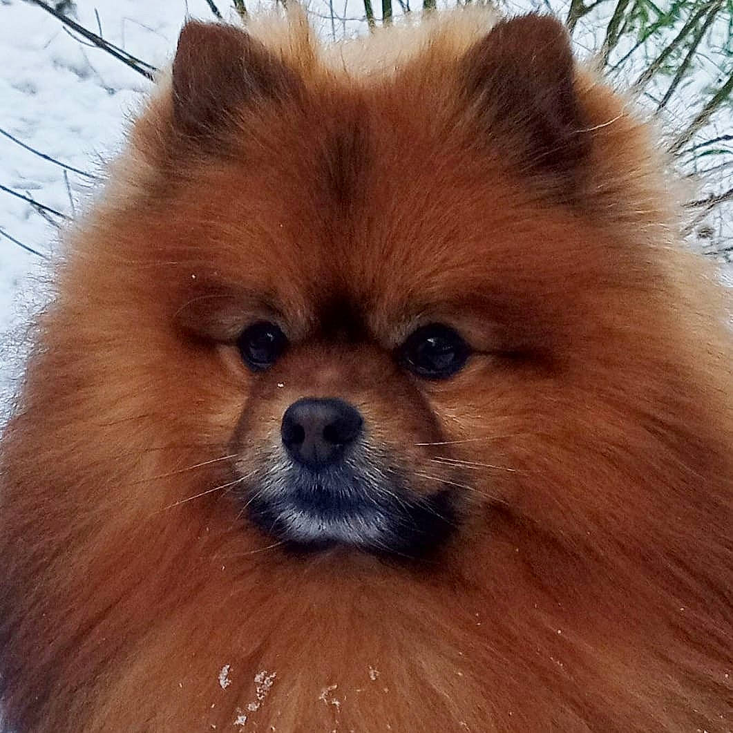 Lénox participe au concours pour gagner de l'argent avec cette photo : ancient_dog_breeds, canidae, carnivore, companion_dog, dog, dog_breed, eye, fawn, fur, german_spitz, german_spitz_klein, german_spitz_mittel, liver, snout, spitz, sporting_group, terrestrial_animal, toy_dog, whiskers, working_animal