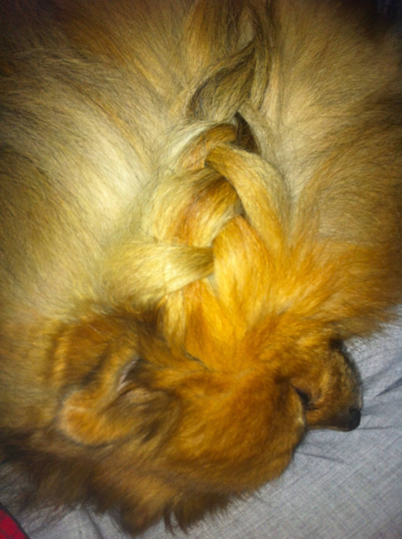 Lénox a rejoint le concours — aidez-le/la à gagner de superbes lots ! canidae, carnivore, claw, companion_dog, dog, dog_breed, fawn, felidae, fur, liver, nap, snout, sporting_group, tail, terrestrial_animal, terrier, toy_dog, whiskers, wood