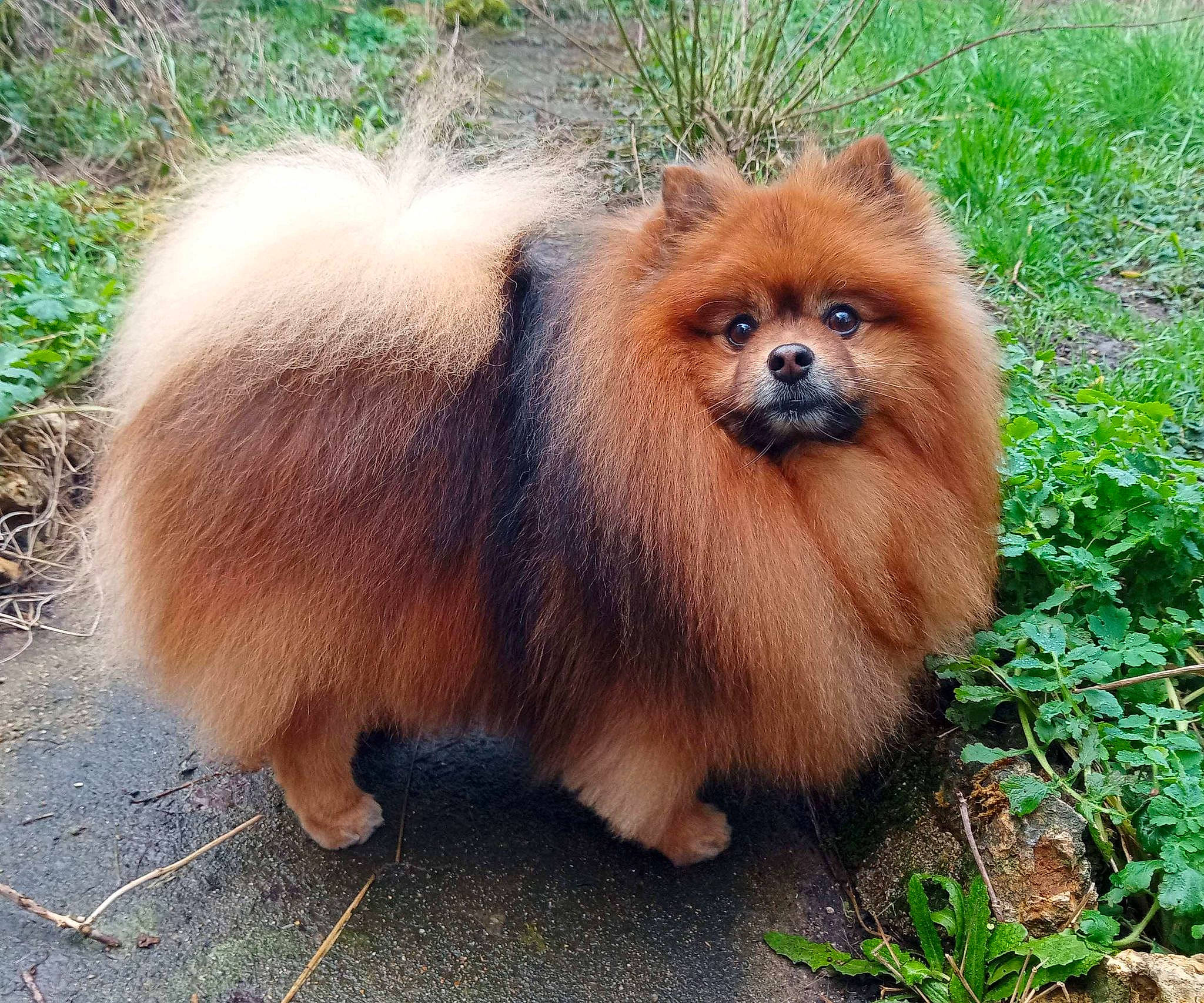 Lénox a rejoint le concours — aidez-le/la à gagner de superbes lots ! ancient_dog_breeds, balance, canidae, carnivore, companion_dog, dog_breed, fawn, fur, grass, liver, non_sporting_group, plant, snout, tail, terrestrial_animal, tree, whiskers, wildlife, working_animal