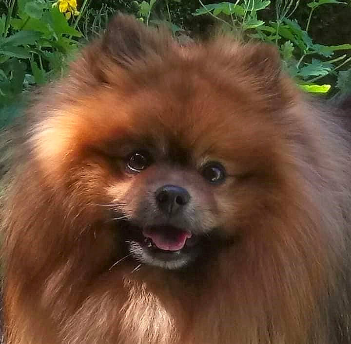 Lénox participe au concours pour gagner de l'argent avec cette photo : ancient_dog_breeds, canidae, carnivore, companion_dog, dog, dog_breed, fawn, fur, german_spitz, german_spitz_klein, iris, liver, plant, snout, spitz, terrestrial_animal, toy_dog, volpino_italiano, whiskers, working_animal