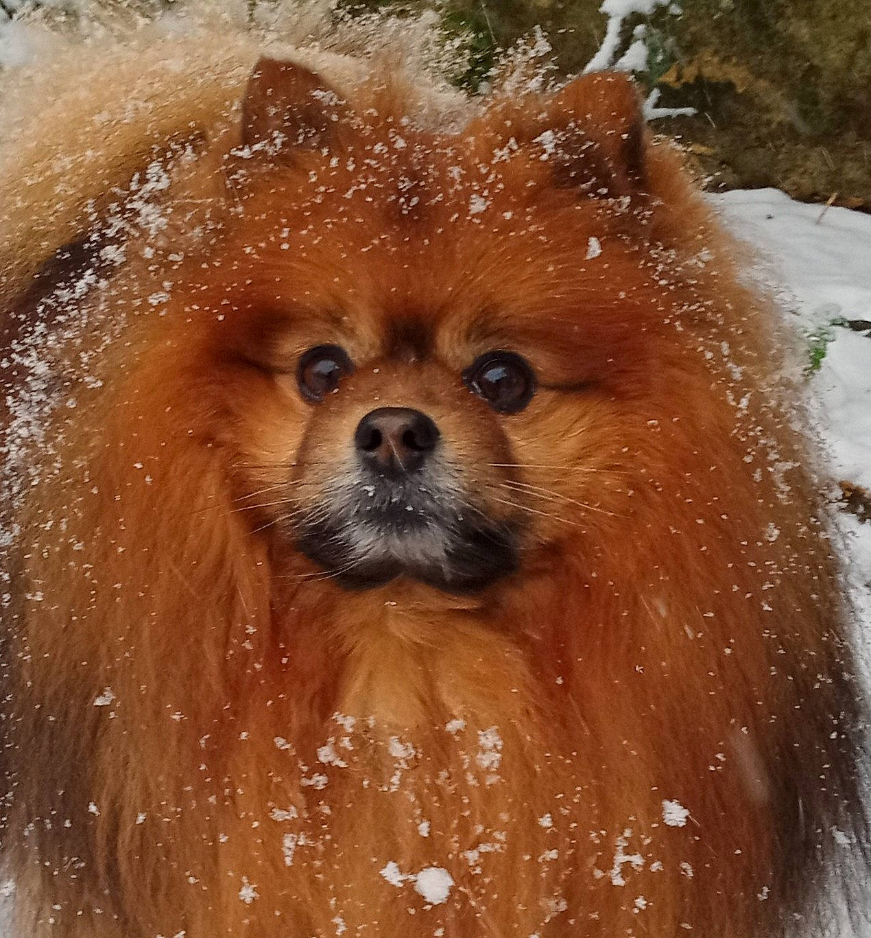 Lénox participe au concours pour gagner de l'argent avec cette photo : canidae, carnivore, close_up, companion_dog, dog, dog_breed, fawn, fur, german_spitz, hair, liver, snout, snow, spitz, sporting_group, terrestrial_animal, toy_dog, whiskers, winter, working_animal