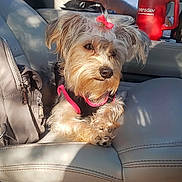 Nova is registered to the contest to win money with this photo: dog, pet, car_interior, seat, person, beard, tattoo, sunlight, shadow, pink_bow, fur, leather_seat, travel, relaxing, cup, accessory, window, casual_clothing, daylight, portrait