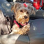 dog, pet, car_interior, seat, person, beard, tattoo, sunlight, shadow, pink_bow, fur, leather_seat, travel, relaxing, cup, accessory, window, casual_clothing, daylight, portrait