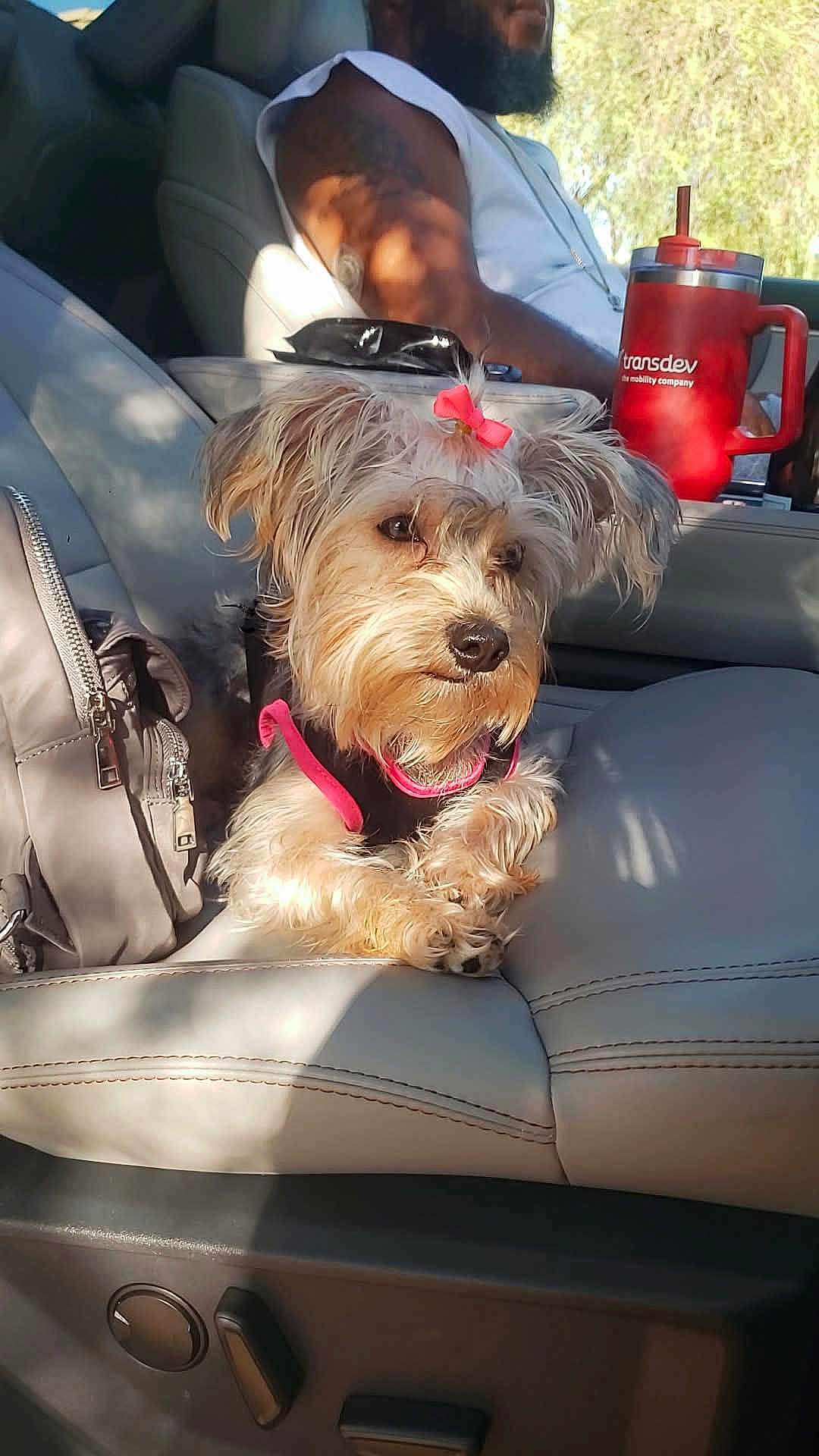 Nova is registered to the contest to win money with this photo: dog, pet, car_interior, seat, person, beard, tattoo, sunlight, shadow, pink_bow, fur, leather_seat, travel, relaxing, cup, accessory, window, casual_clothing, daylight, portrait