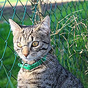 Loki a rejoint le concours — aidez-le/la à gagner de superbes lots ! cat, tabby, green_collar, chain_link_fence, outdoor, grass, sunlight, animal, pet, fur, whiskers, ears, nature, close_up, daylight, stripes, eyes, curious, mammal, domestic_cat
