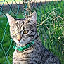 cat, tabby, green_collar, chain_link_fence, outdoor, grass, sunlight, animal, pet, fur, whiskers, ears, nature, close_up, daylight, stripes, eyes, curious, mammal, domestic_cat