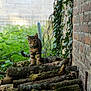 Loki a rejoint le concours — aidez-le/la à gagner de superbes lots ! cat, tabby_cat, logs, moss, brick_wall, ivy, greenery, plants, outdoor, nature, animal, pet, fur, collar, curious, alert, stacked_logs, wood, mossy, garden