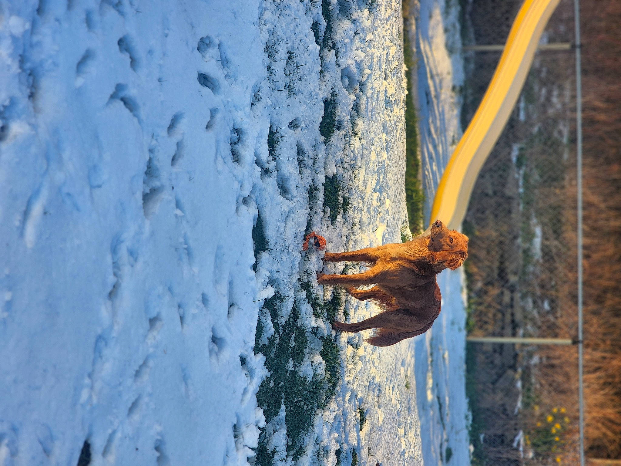 Max joined the competition — help win amazing prizes! adventure, branch, electric_blue, freezing, landscape, metal, plant, recreation, reflection, rock, rope, snow, soil, tree, trunk, twig, water, winter, wire, wood