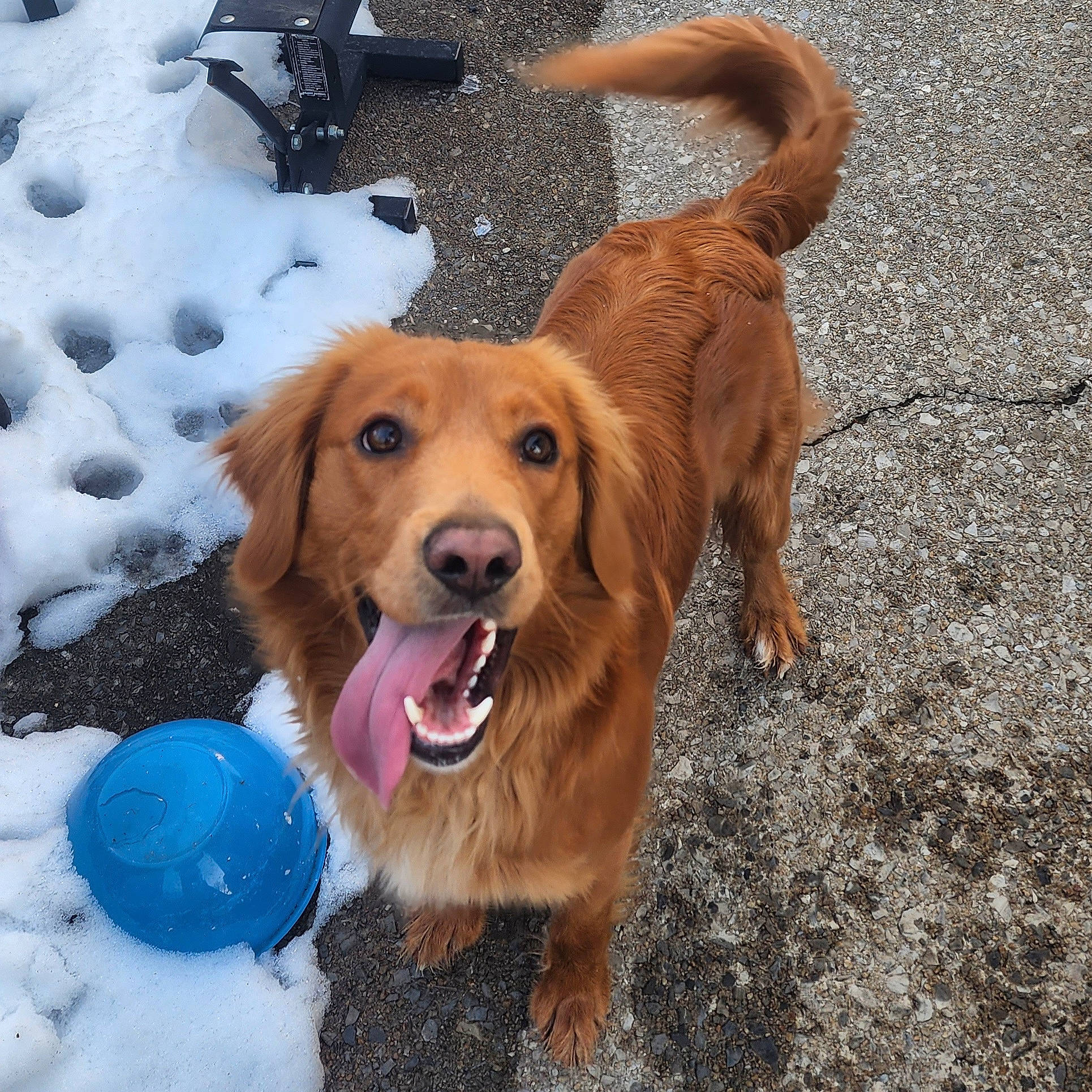 Max is registered to the contest to win money with this photo: ball, carnivore, collar, companion_dog, dog, dog_breed, dog_supply, fawn, freezing, fun, fur, golden_retriever, gun_dog, mammal, paw, retriever, snow, vertebrate, winter, working_animal