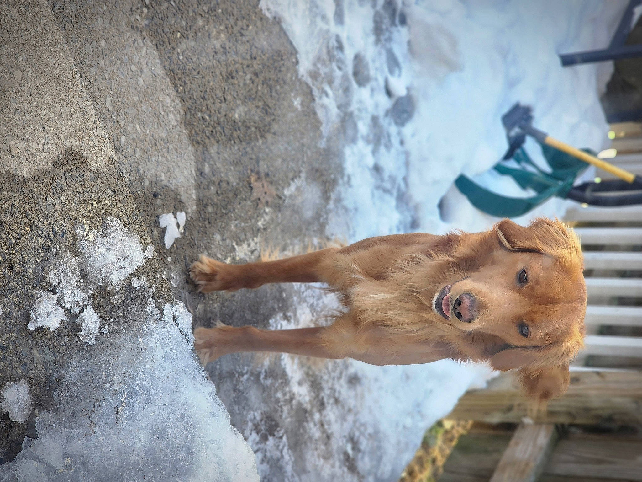 Max is registered to the contest to win money with this photo: adventure, canidae, carnivore, dog, dog_breed, fawn, freezing, fur, liver, snout, sporting_group, tail, terrestrial_animal, water, wildlife, winter, wood, working_animal