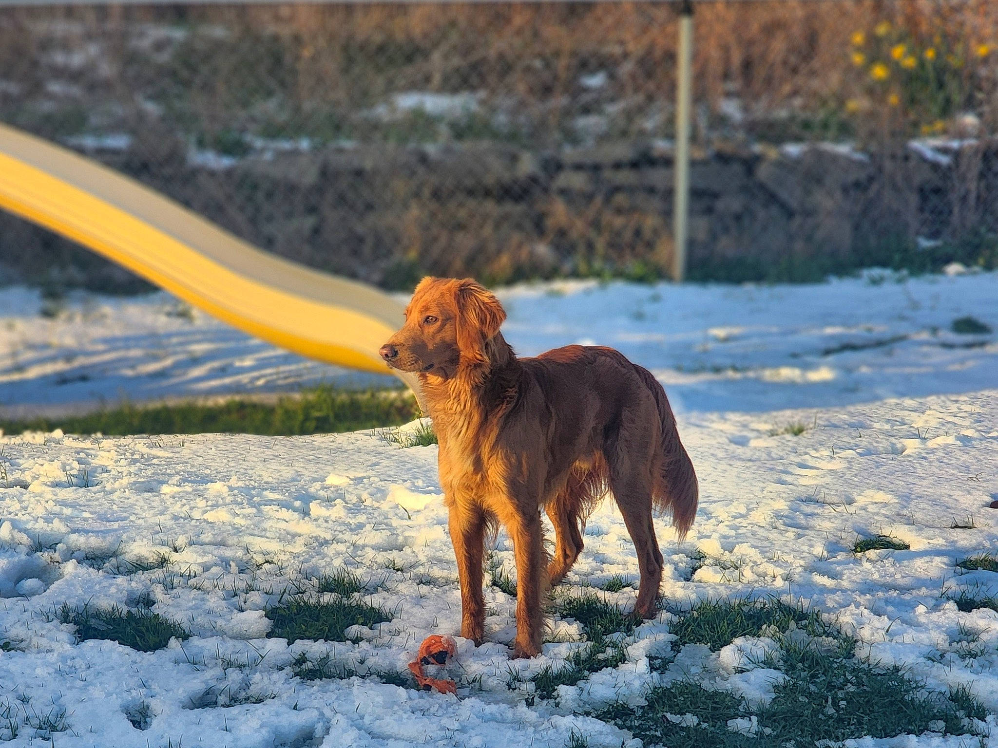 Max joined the competition — help win amazing prizes! ball, canidae, carnivore, companion_dog, dog, dog_breed, fawn, freezing, landscape, liver, plant, snout, snow, sporting_group, tail, terrestrial_animal, wildlife, winter, working_animal, working_dog
