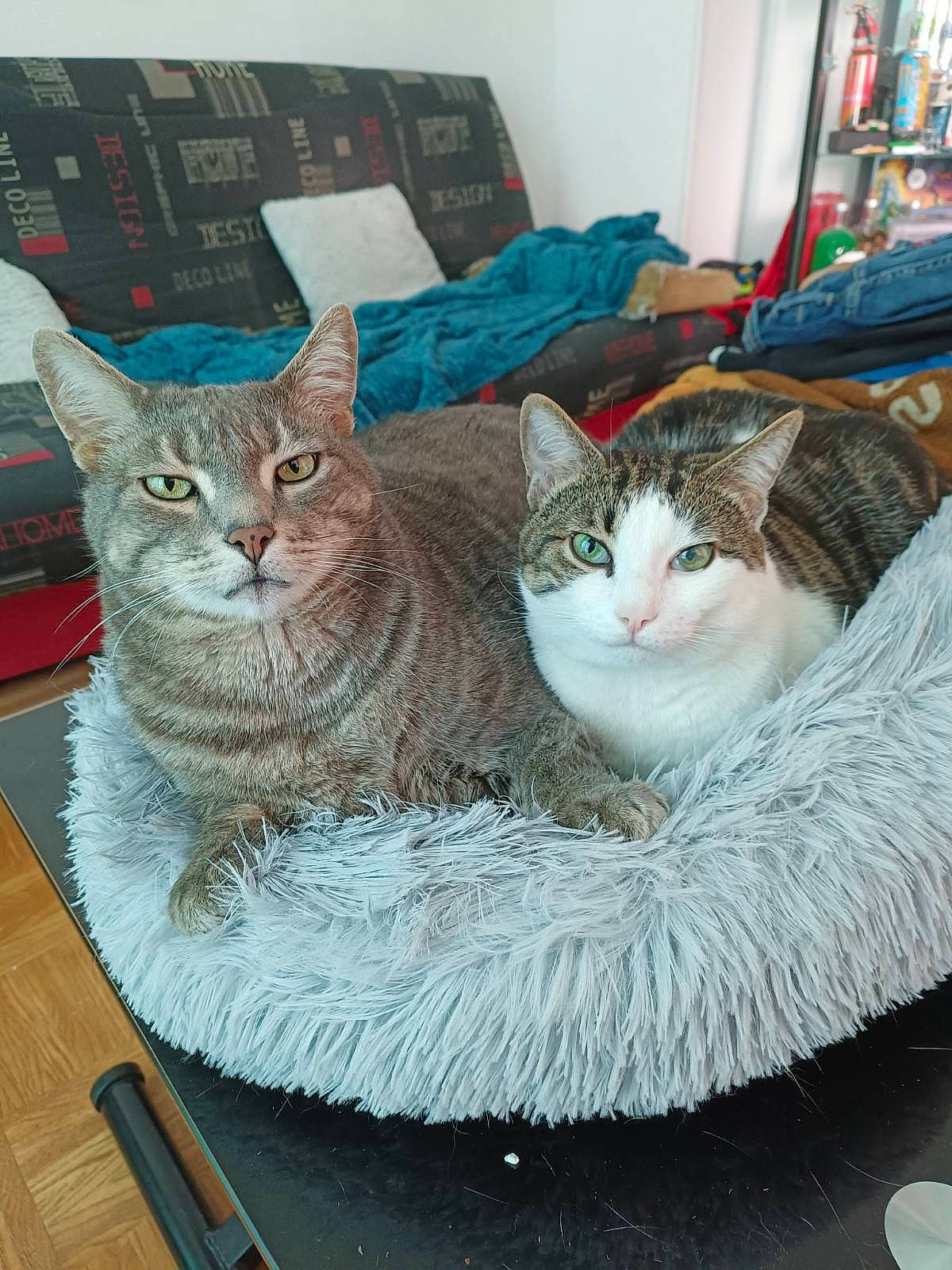 Tigrou a rejoint le concours — aidez-le/la à gagner de superbes lots ! basket, box, carnivore, cat, cat_bed, cat_furniture, cat_supply, comfort, domestic_short_haired_cat, fawn, felidae, fur, mammal, pet_supply, small_to_medium_sized_cats, snout, tail, vertebrate, whiskers, wicker