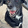 dog, black_dog, pet, animal, outdoor, happy, tongue_out, looking_up, chair, white_patch, fur, ears, nose, mouth, teeth, collar, ground, daylight, canine, sitting