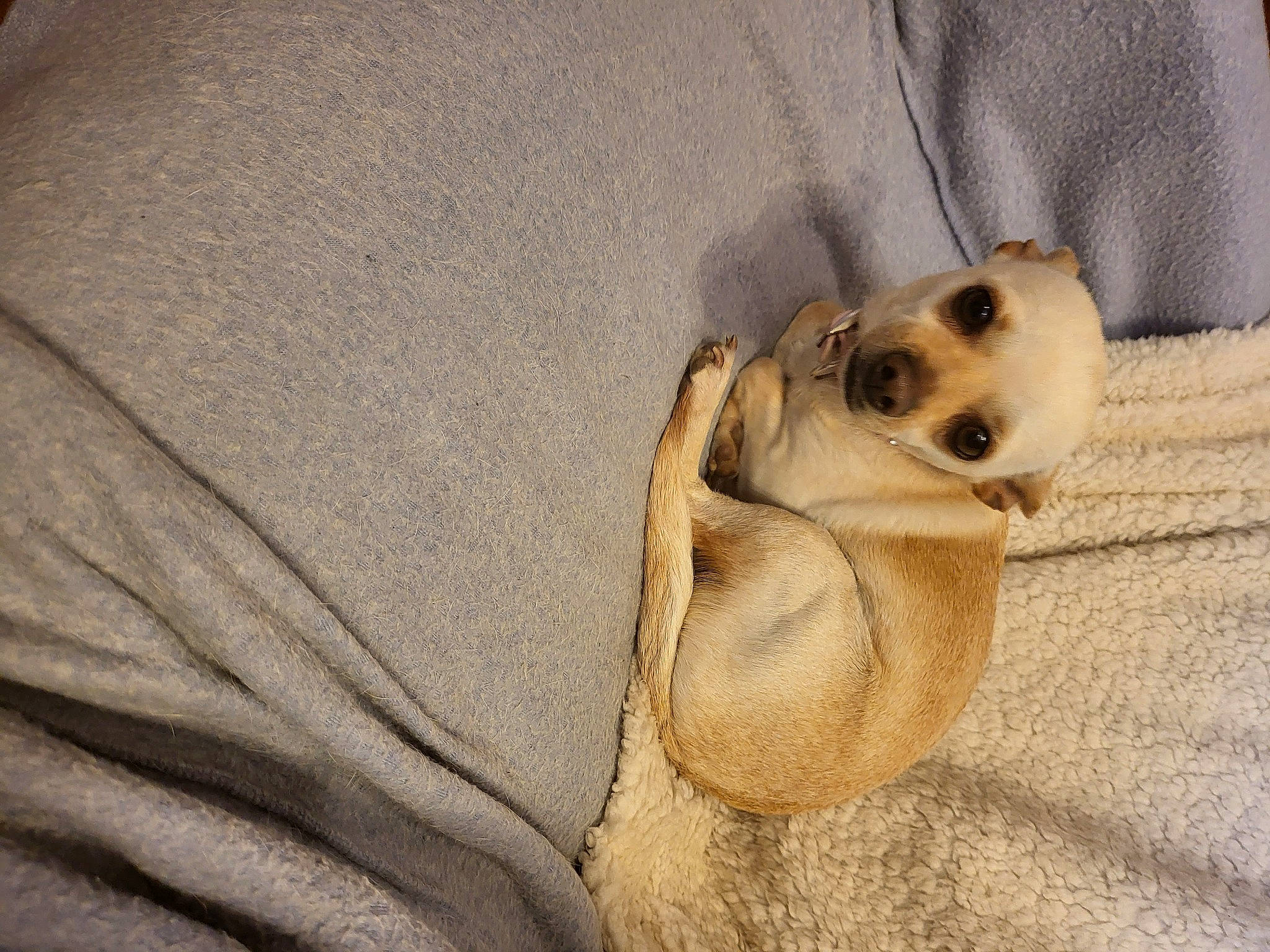 Angel joined the competition — help win amazing prizes! canidae, carnivore, comfort, companion_dog, couch, dog, dog_breed, dog_supply, fawn, fur, linens, paw, snout, sporting_group, street_dog, terrestrial_animal, toy_dog, whiskers, wood, working_animal