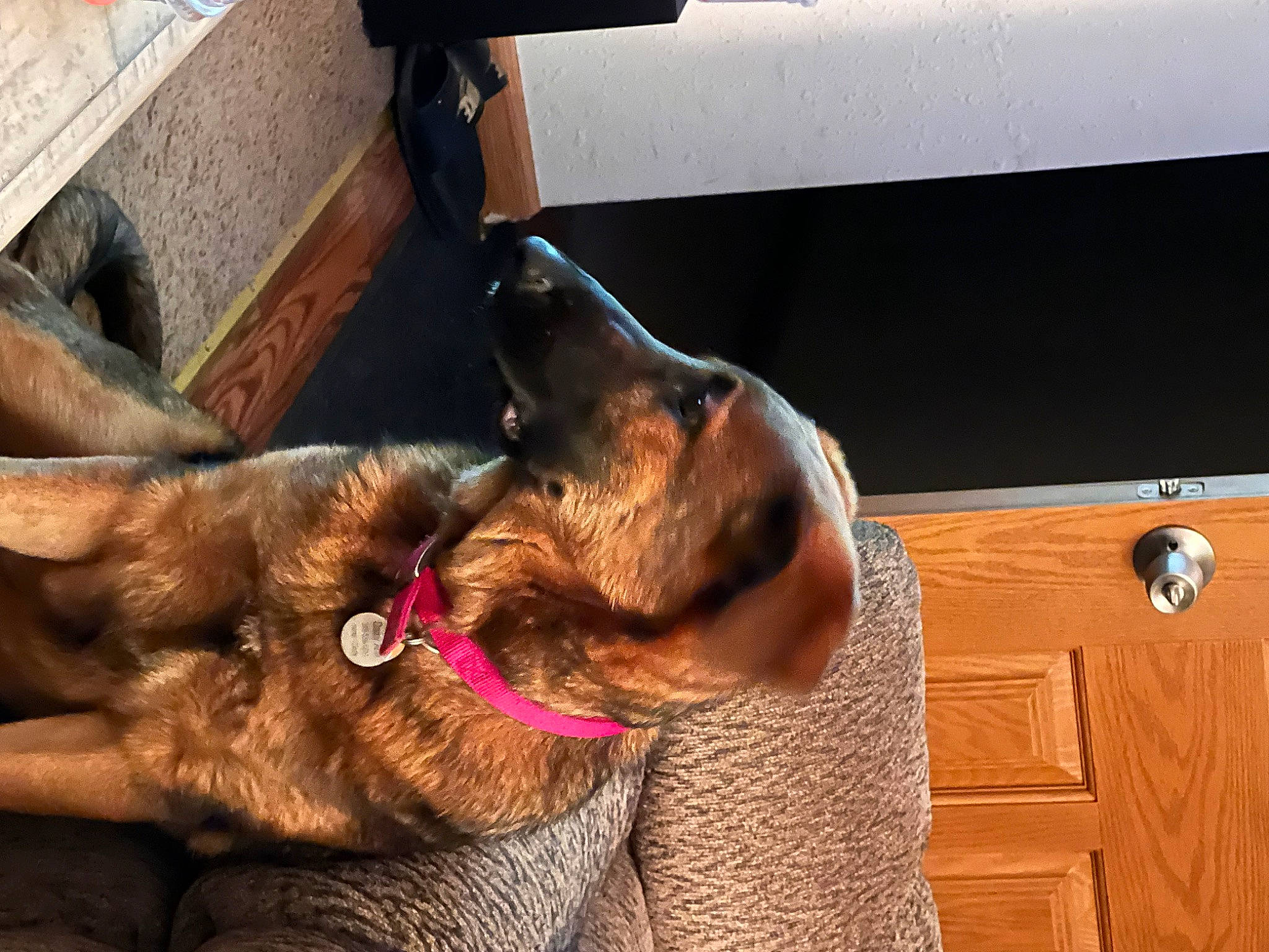 Daisy Ann is registered to the contest to win money with this photo: cabinetry, carnivore, claw, collar, comfort, companion_dog, dog, dog_breed, dog_collar, ear, fawn, fur, gesture, liver, pet_supply, snout, sporting_group, window, wood, working_animal