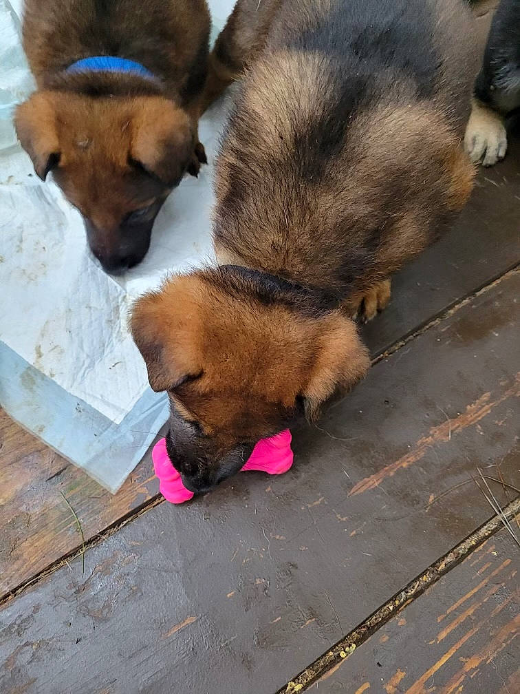 Daisy Ann joined the competition — help win amazing prizes! canidae, carnivore, comfort, companion_dog, dog, dog_breed, dog_supply, fawn, floor, flooring, fur, liver, nap, paw, sleep, snout, sporting_group, street_dog, wood, working_animal