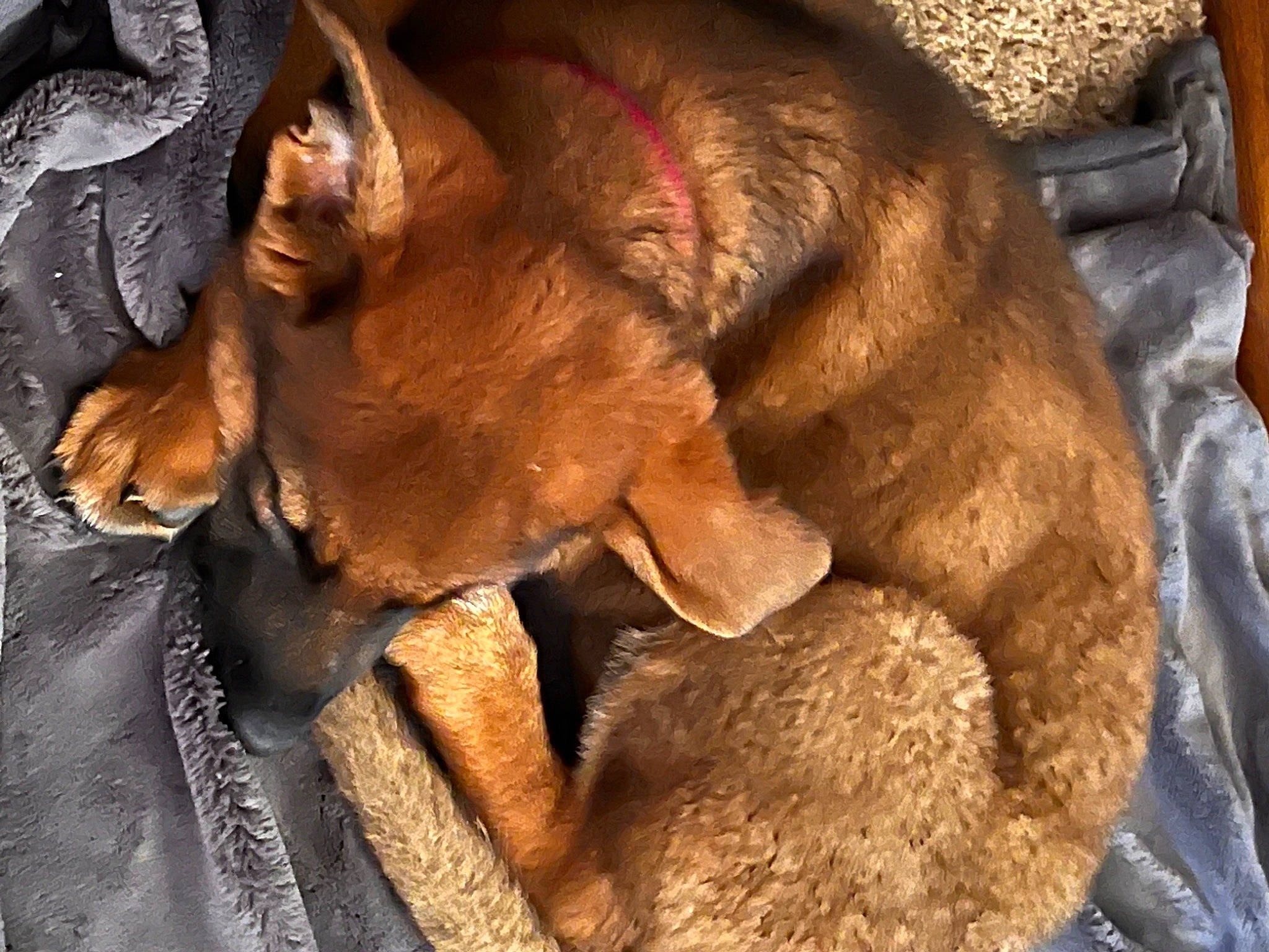 Daisy Ann is registered to the contest to win money with this photo: brown, canidae, carnivore, comfort, companion_dog, dog, dog_breed, fawn, fur, guard_dog, liver, nap, natural_material, sleep, snout, sporting_group, terrestrial_animal, wood, working_animal, wrinkle