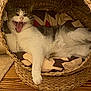 animal, basket, blanket, cat, cozy, cute, domestic, fangs, feline, fur, home, indoor, mouth_open, pet, playful, relaxed, resting, wooden_floor, woven_basket, yawning