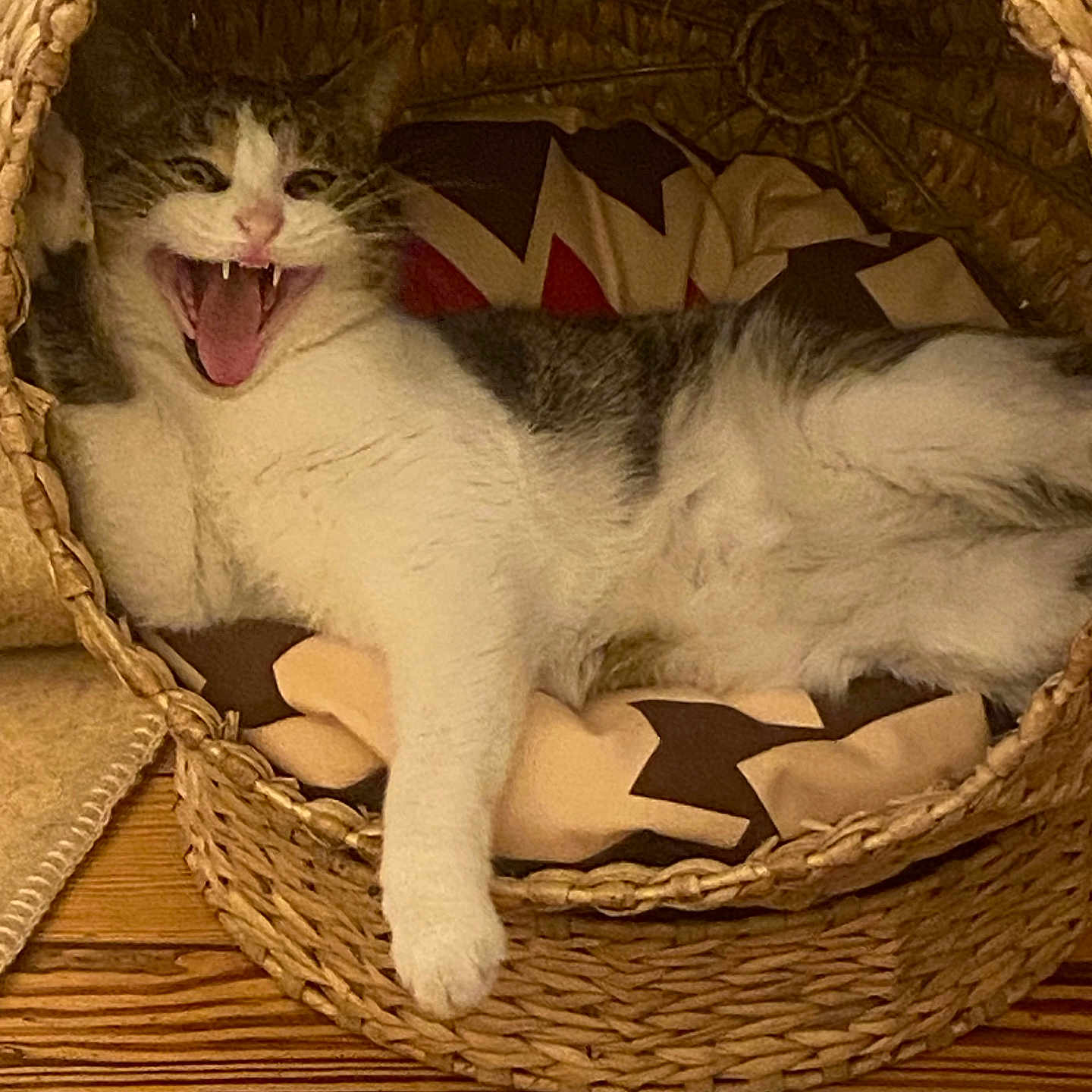 Mista a rejoint le concours — aidez-le/la à gagner de superbes lots ! animal, basket, blanket, cat, cozy, cute, domestic, fangs, feline, fur, home, indoor, mouth_open, pet, playful, relaxed, resting, wooden_floor, woven_basket, yawning