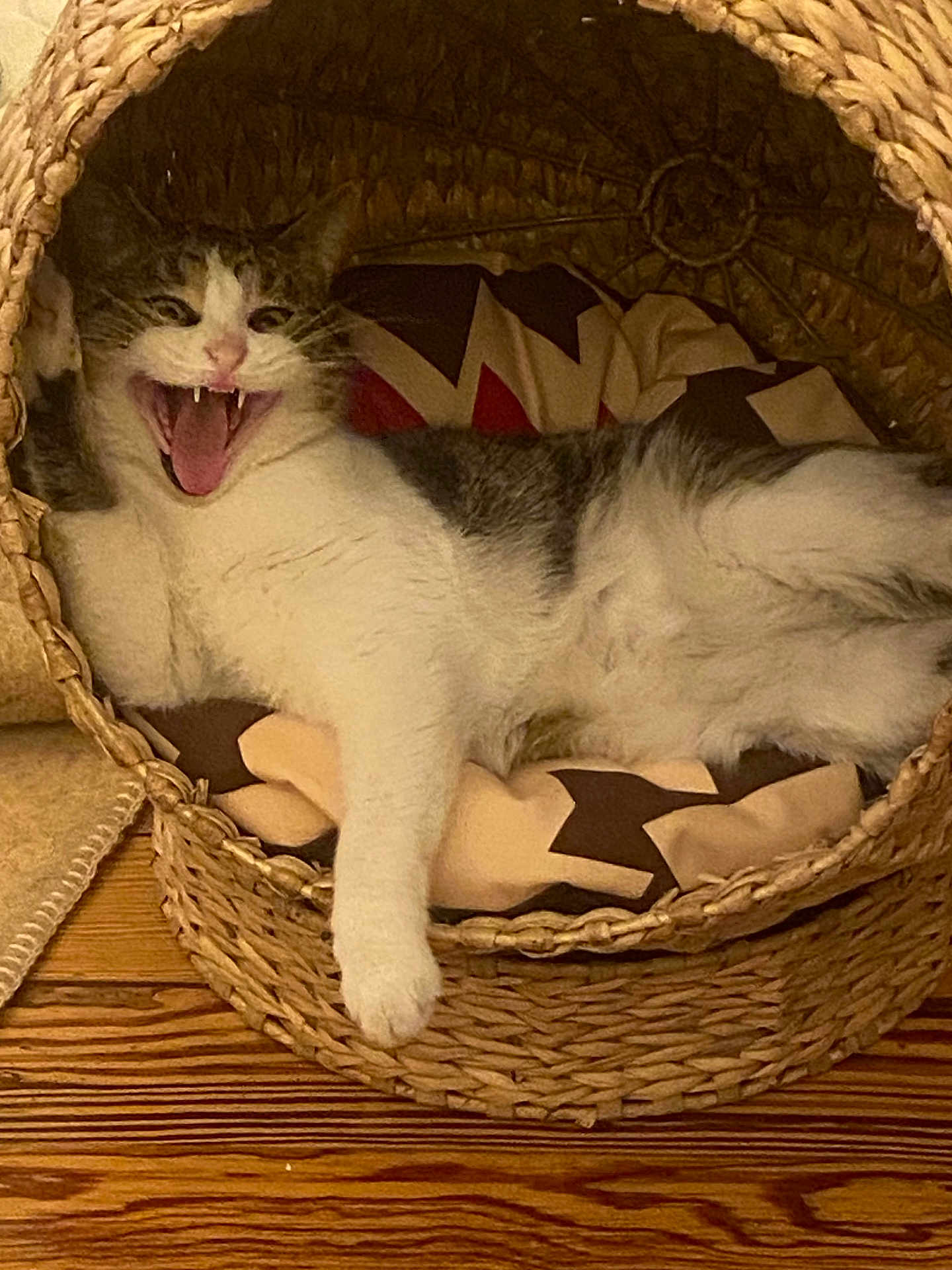 Mista a rejoint le concours — aidez-le/la à gagner de superbes lots ! animal, basket, blanket, cat, cozy, cute, domestic, fangs, feline, fur, home, indoor, mouth_open, pet, playful, relaxed, resting, wooden_floor, woven_basket, yawning