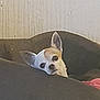 Bianca Et Happy participe au concours pour gagner de l'argent avec cette photo : dog, chihuahua, pet, indoor, couch, resting, small_dog, animal, fur, ears, face, cute, relaxed, home, looking, brown, white, snout, canine, companion