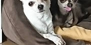 Bianca Et Happy participe au concours pour gagner de l'argent avec cette photo : chihuahua, dog, pet_bed, brown, white, black, tan, tongue_out, floor, tile, glass_table, indoor, cute, small_dog, animal, resting, cozy, two_dogs, ears_up, looking