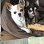 chihuahua, dog, pet_bed, brown, white, black, tan, tongue_out, floor, tile, glass_table, indoor, cute, small_dog, animal, resting, cozy, two_dogs, ears_up, looking