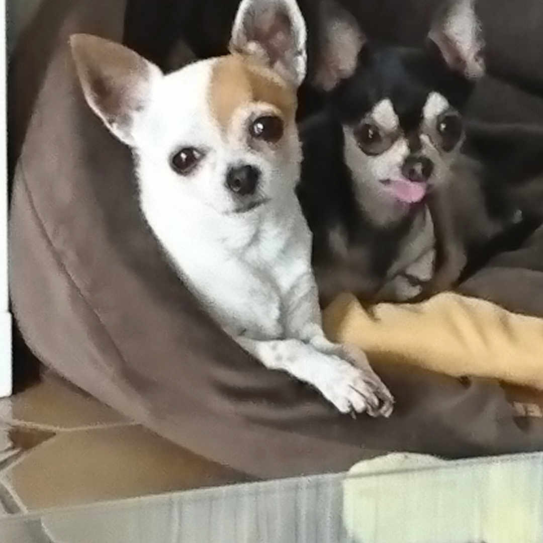 Bianca Et Happy participe au concours pour gagner de l'argent avec cette photo : animal, black, brown, chihuahua, cozy, cute, dog, ears_up, floor, glass_table, indoor, looking, pet_bed, resting, small_dog, tan, tile, tongue_out, two_dogs, white