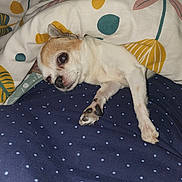 Bianca Et Happy a rejoint le concours — aidez-le/la à gagner de superbes lots ! dog, chihuahua, blanket, polka_dot, bed, resting, sleepy, cozy, fur, paw, small_dog, indoor, comfort, cute, animal, pet, lying_down, white_fur, brown_fur, relaxed
