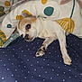 dog, chihuahua, blanket, polka_dot, bed, resting, sleepy, cozy, fur, paw, small_dog, indoor, comfort, cute, animal, pet, lying_down, white_fur, brown_fur, relaxed