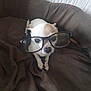Bianca Et Happy participe au concours pour gagner de l'argent avec cette photo : dog, glasses, small_dog, brown_blanket, pet, indoor, cute, animal, white_dog, chihuahua, eyewear, resting, fur, face, looking, portrait, cozy, home, brown, sitting