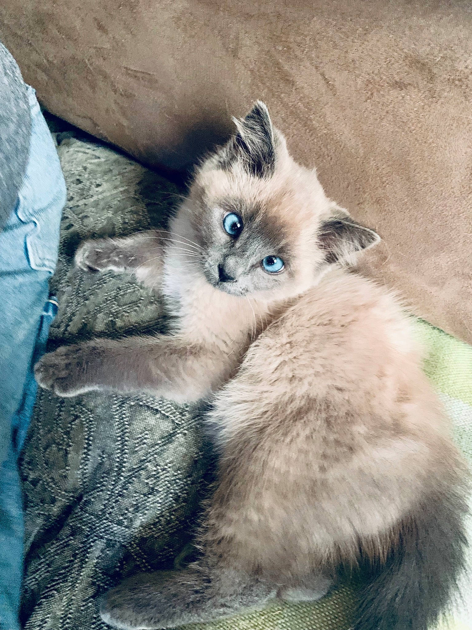 Oly joined the competition — help win amazing prizes! balinese, birman, british_longhair, carnivore, cat, claw, domestic_short_haired_cat, electric_blue, fawn, felidae, fur, paw, ragdoll, russian_blue, small_to_medium_sized_cats, snout, tail, terrestrial_animal, thai, whiskers