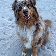 Speed a rejoint le concours — aidez-le/la à gagner de superbes lots ! dog, australian_shepherd, sand, outdoor, pet, animal, fluffy, happy, smiling, fur, brown, white, black, ears, sitting, canine, portrait, nature, friendly, companion