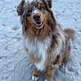dog, australian_shepherd, sand, outdoor, pet, animal, fluffy, happy, smiling, fur, brown, white, black, ears, sitting, canine, portrait, nature, friendly, companion