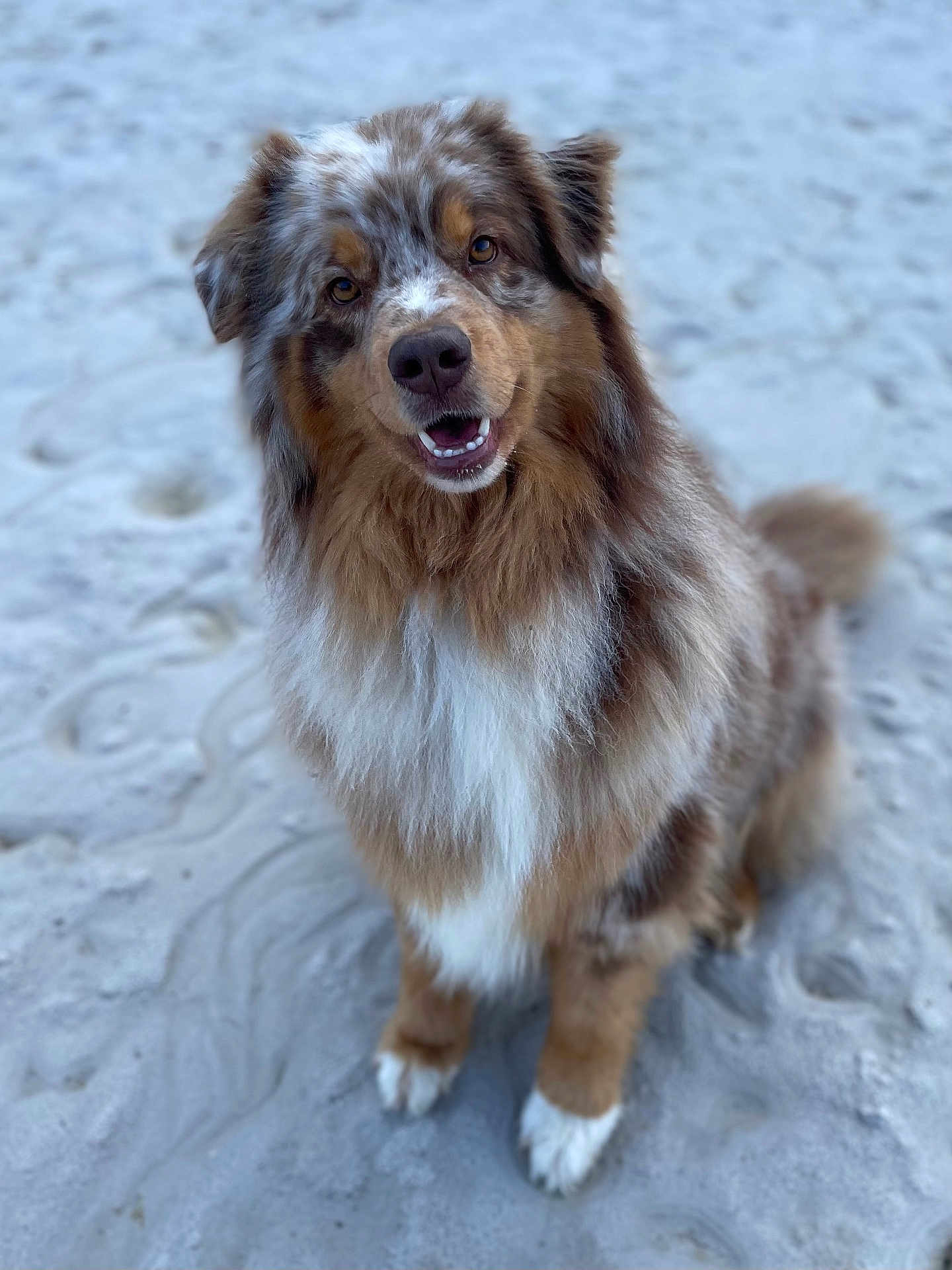 Speed a rejoint le concours — aidez-le/la à gagner de superbes lots ! dog, australian_shepherd, sand, outdoor, pet, animal, fluffy, happy, smiling, fur, brown, white, black, ears, sitting, canine, portrait, nature, friendly, companion