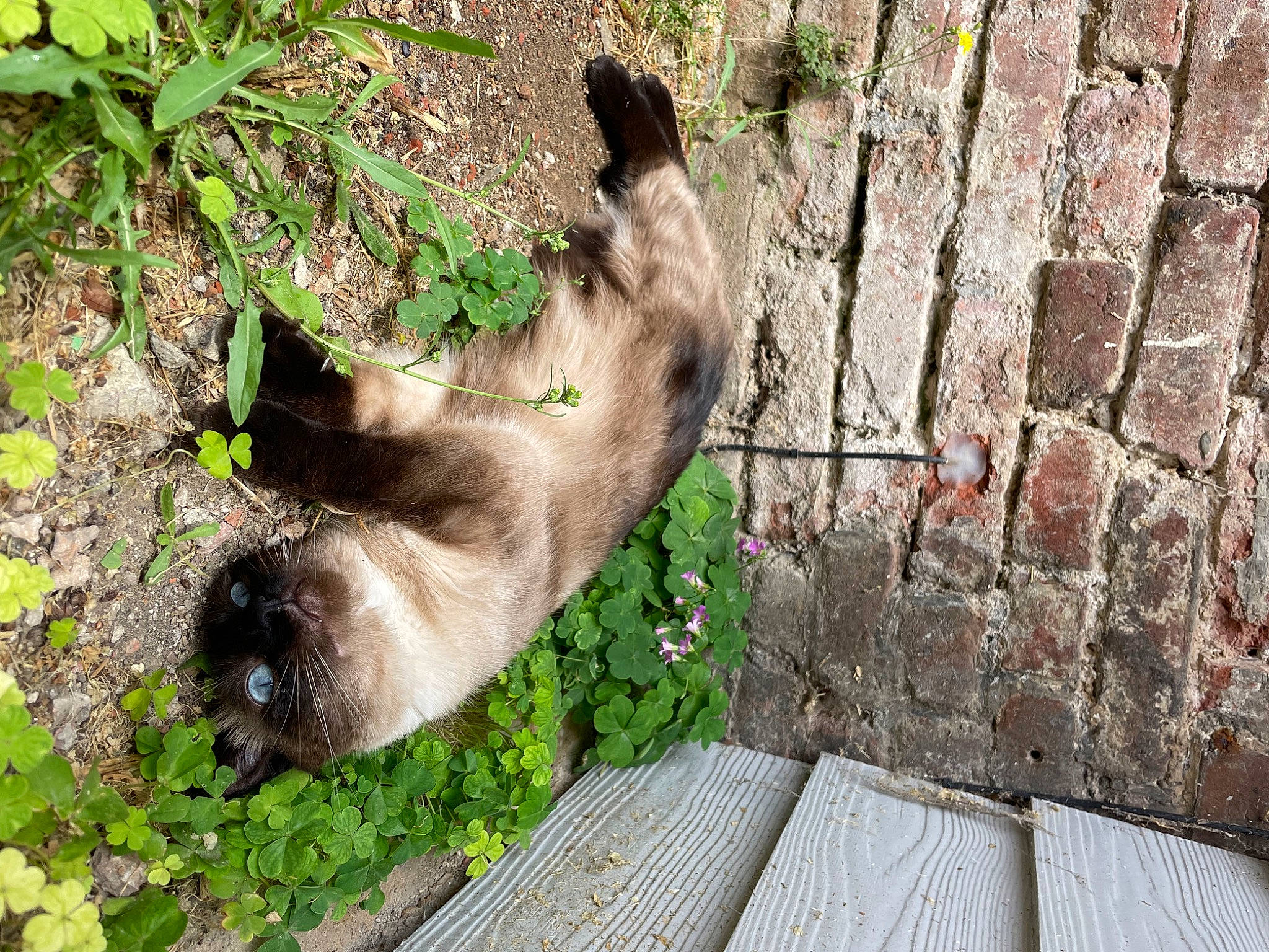 Ryo participe au concours pour gagner de l'argent avec cette photo : brick, brickwork, canidae, cat, dog_breed, fawn, felidae, fur, grass, groundcover, herbaceous_plant, plant, siamese, small_to_medium_sized_cats, tail, terrestrial_animal, wildlife, wood