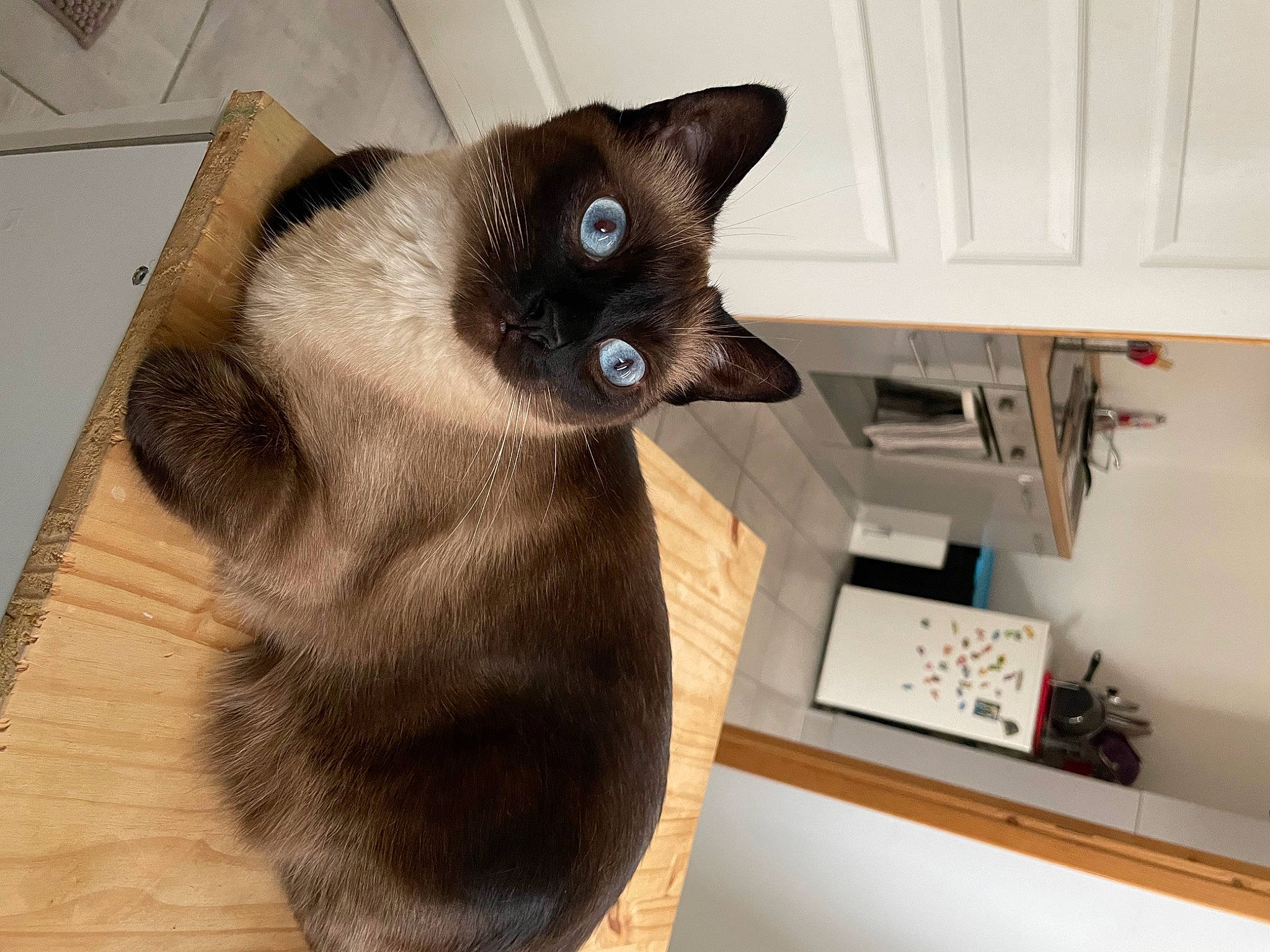 Ryo a rejoint le concours — aidez-le/la à gagner de superbes lots ! balinese, carnivore, cat, computer_keyboard, domestic_short_haired_cat, fawn, felidae, fur, hardwood, input_device, mouse, office_equipment, office_supplies, peripheral, siamese, small_to_medium_sized_cats, snout, tail, thai, whiskers