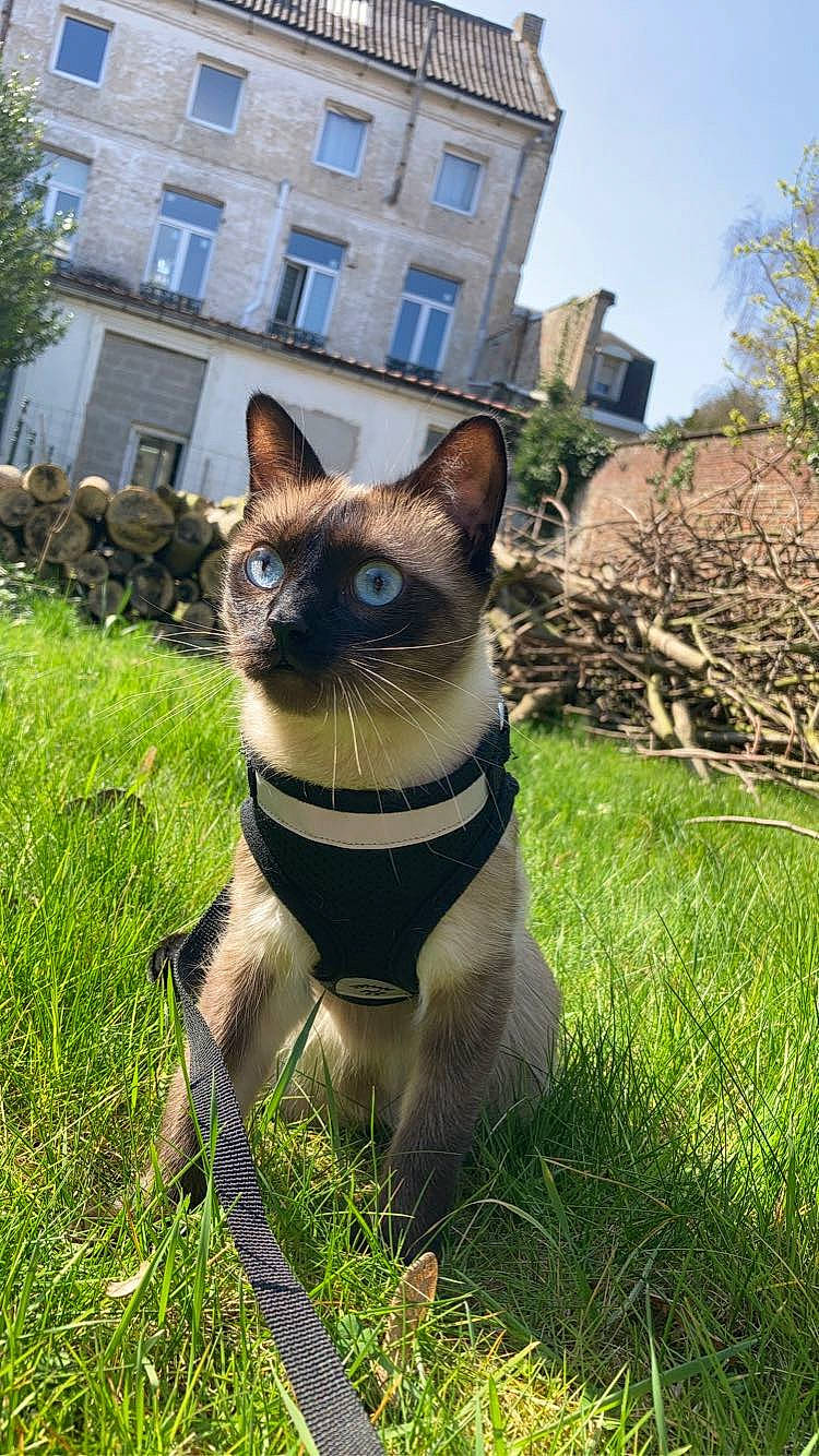 Ryo participe au concours pour gagner de l'argent avec cette photo : art, carnivore, cat, collar, dog_breed, fawn, felidae, fur, grass, pet_supply, plant, siamese, sky, small_to_medium_sized_cats, tail, terrestrial_animal, thai, tree, whiskers, window