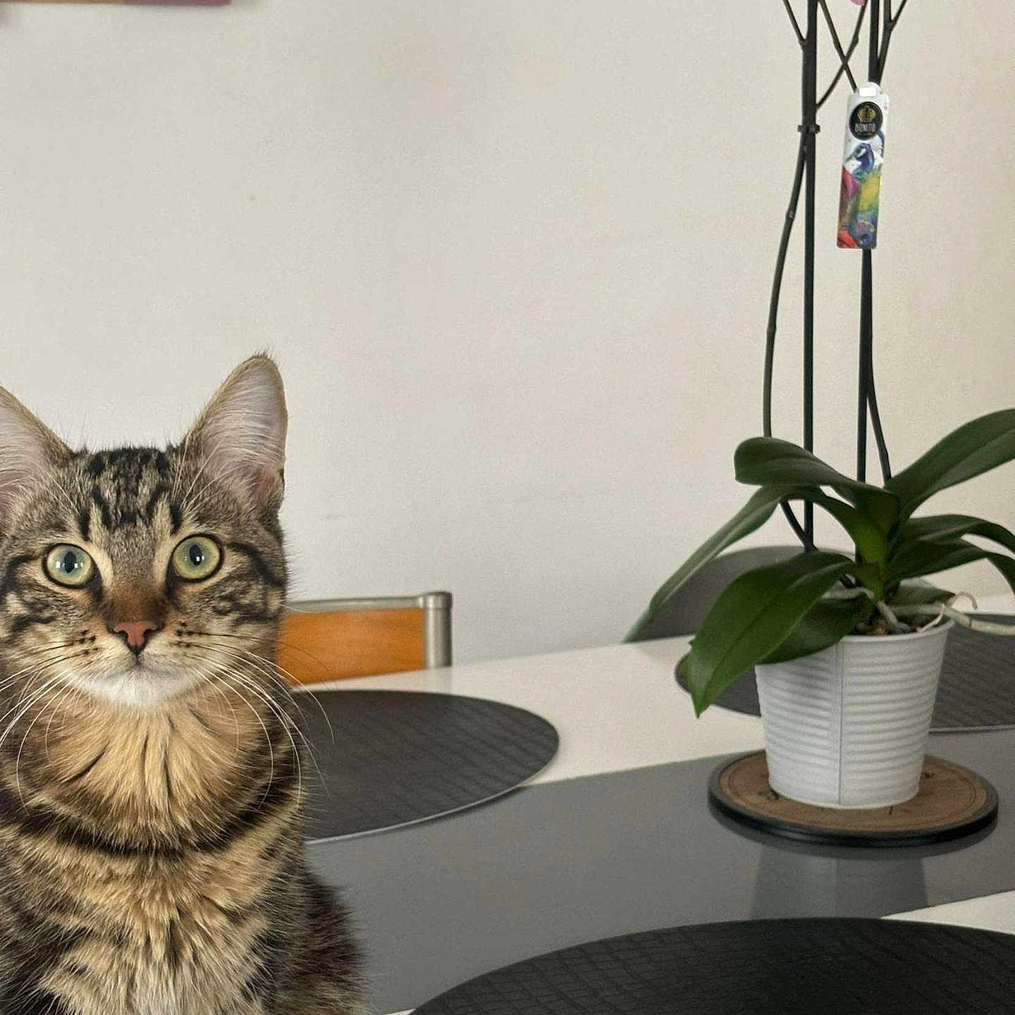 Azur participe au concours pour gagner de l'argent avec cette photo : animal, architecture, cat, desk, diningtable, flower, flowerarrangement, furniture, ikebana, indoors, interiordesign, kitten, orchid, pet, petal, photoframe, plant, pottedplant, table, tabletop