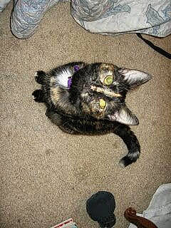 Callie is registered to the contest to win money with this photo: carnivore, cat, claw, dog_breed, felidae, floor, flooring, foot, fur, hardwood, human_leg, natural_material, paw, road_surface, shadow, small_to_medium_sized_cats, snout, tail, terrestrial_animal, whiskers