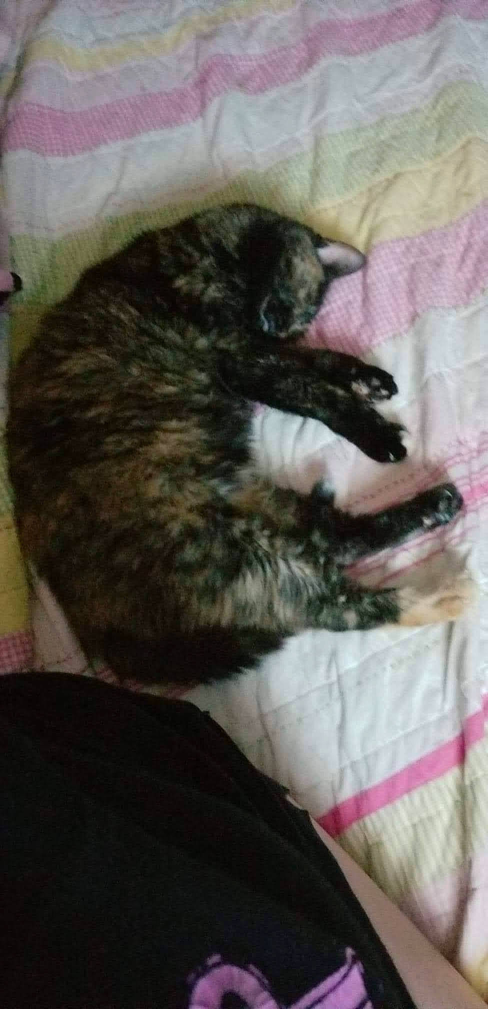 Callie joined the competition — help win amazing prizes! carnivore, cat, claw, comfort, dog_breed, domestic_short_haired_cat, felidae, fur, nap, sleep, small_to_medium_sized_cats, snout, sporting_group, tail, terrestrial_animal, whiskers