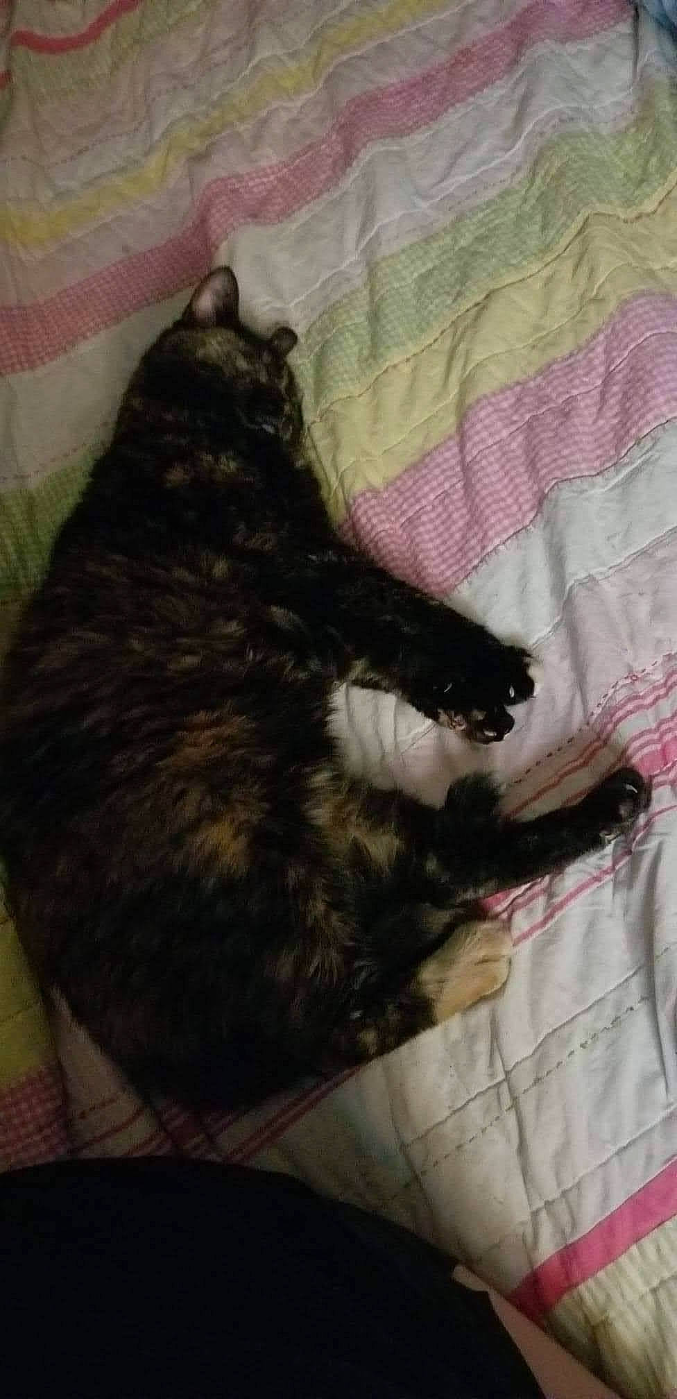 Callie is registered to the contest to win money with this photo: black_cat, canidae, carnivore, cat, claw, comfort, dog_breed, domestic_short_haired_cat, felidae, fur, grey, linens, nap, pattern, small_to_medium_sized_cats, snout, sporting_group, tail, terrestrial_animal, whiskers