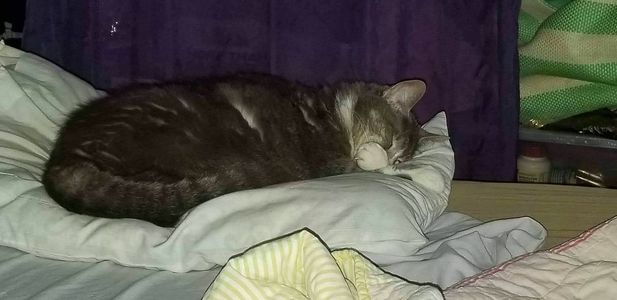 Angel joined the competition — help win amazing prizes! bed, bed_sheet, bedding, black_cat, carnivore, cat, cat_bed, comfort, couch, domestic_short_haired_cat, fawn, felidae, fur, grey, linens, small_to_medium_sized_cats, snout, tail, vertebrate, whiskers