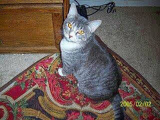 Angel is registered to the contest to win money with this photo: carnivore, carpet, cat, domestic_short_haired_cat, felidae, floor, flooring, fur, grey, hardwood, pattern, paw, rug, russian_blue, sitting, small_to_medium_sized_cats, snout, tail, whiskers, wood