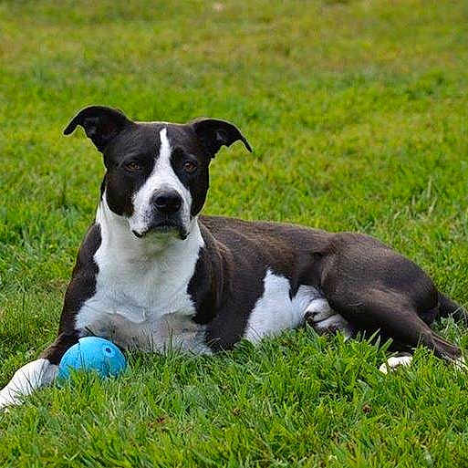 Scraps joined the competition — help win amazing prizes!