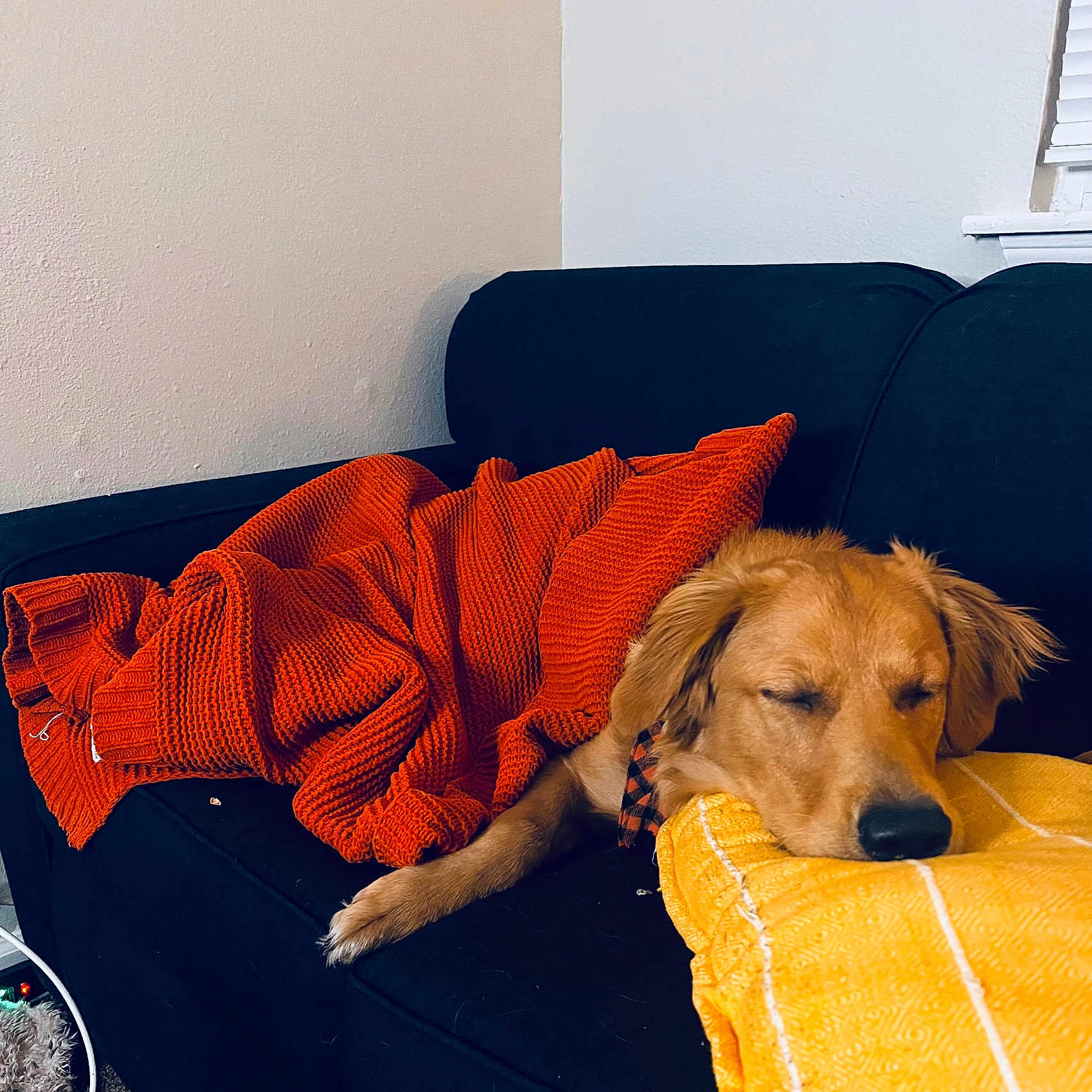 Scout is registered to the contest to win money with this photo: animal, architecture, blanket, building, canine, couch, cushion, dog, furniture, goldenretriever, homedecor, hound, indoors, livingroom, person, pet, puppy, room, sleeping, towel
