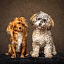 Rapha And Rowan joined the competition — help win amazing prizes! dog, cute, portrait, brown_background, furry, pet, animal, two_dogs, curious, fluffy, sitting, black_cushion, small_dog, head_tilt, studio, indoor, adorable, friendly, companion, closeup